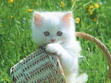 Animal Painting - foto de bebe gato blanco